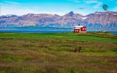 Iceland Is Growing New Forests