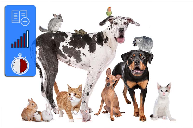 Expressions with animals